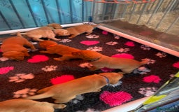 Labrador Retriever dogs for sale: KC Reg Stunning Litter from working parents - Image 2