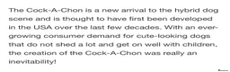 Mixed Breed dogs for sale: Cock-A-Chon puppies in Corwen - Advert 3