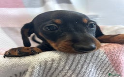 Dachshund dogs for sale: Dachshund puppies - Image 14