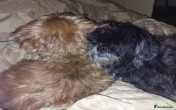 Shih Tzu dogs for sale: Sweet natured miniature female Shitzu  - Advert 8