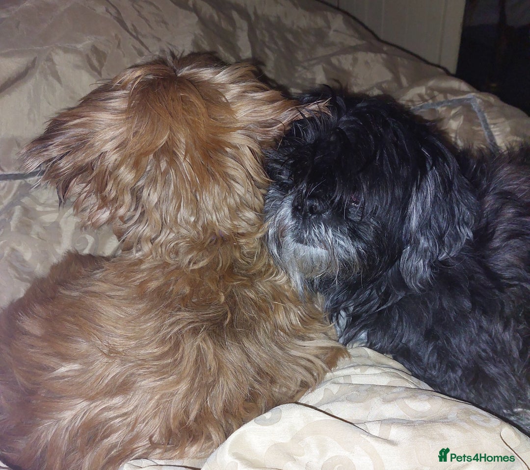 Shih Tzu dogs for sale: Sweet natured miniature female Shitzu  - Advert 8