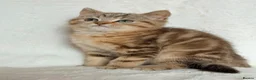 British Shorthair cats for sale: GCCF, BSH kittens from health tested parents  - Advert 18