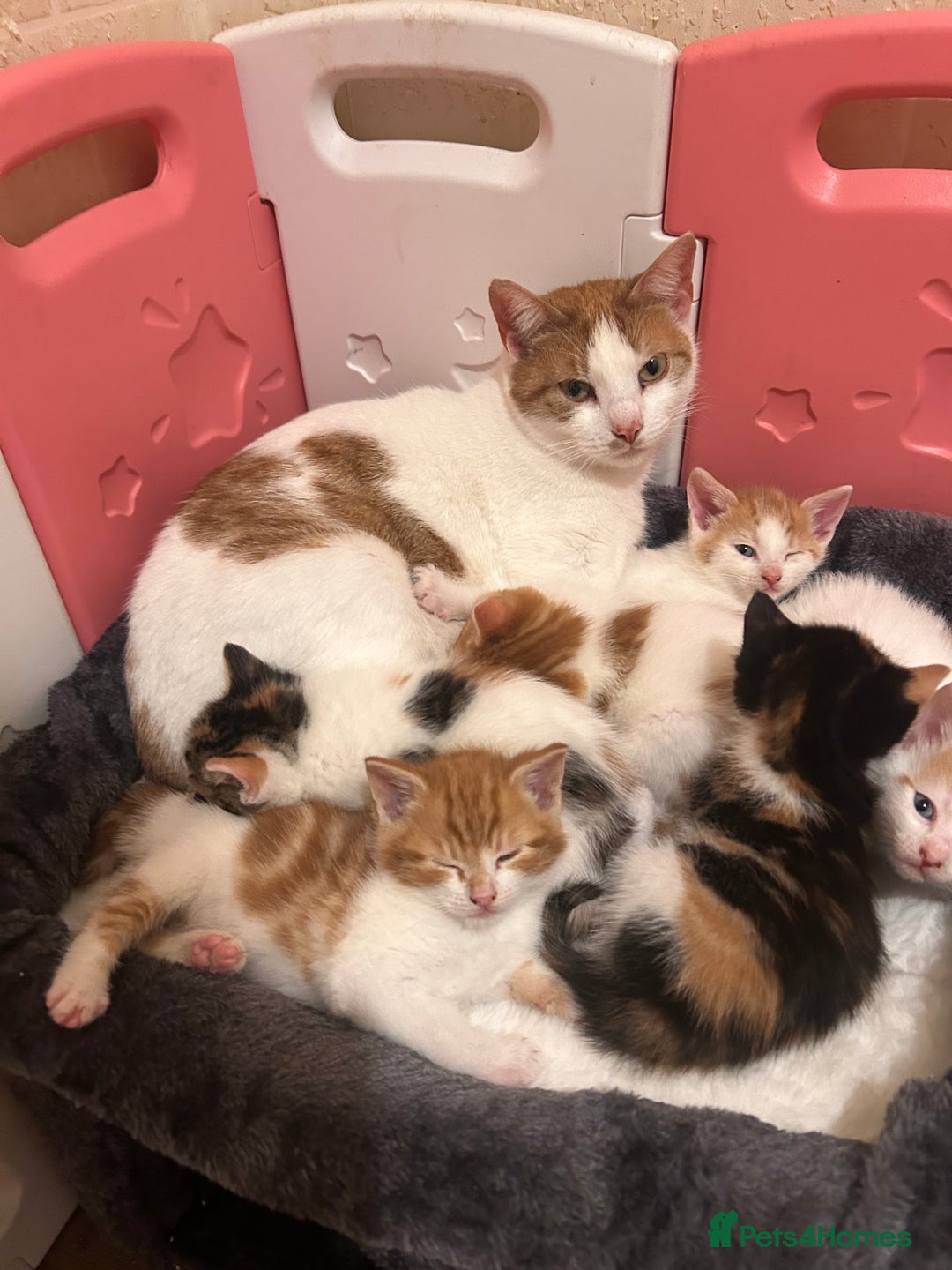 Mixed Breed cats for sale: Mixed breed kittens  - Advert 1