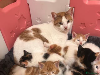 Mixed Breed cats Mixed breed kittens - Advert 1