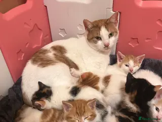 Mixed Breed cats Mixed breed kittens - Advert 3