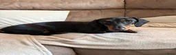 Dachshund dogs for sale: Dotty is pregnant!  - Advert 15
