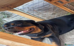 Rottweiler dogs for stud: Proven KC registered Rottweiler for stud  in Witney - Image 3