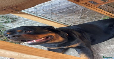 Rottweiler dogs in Witney - Advert 5