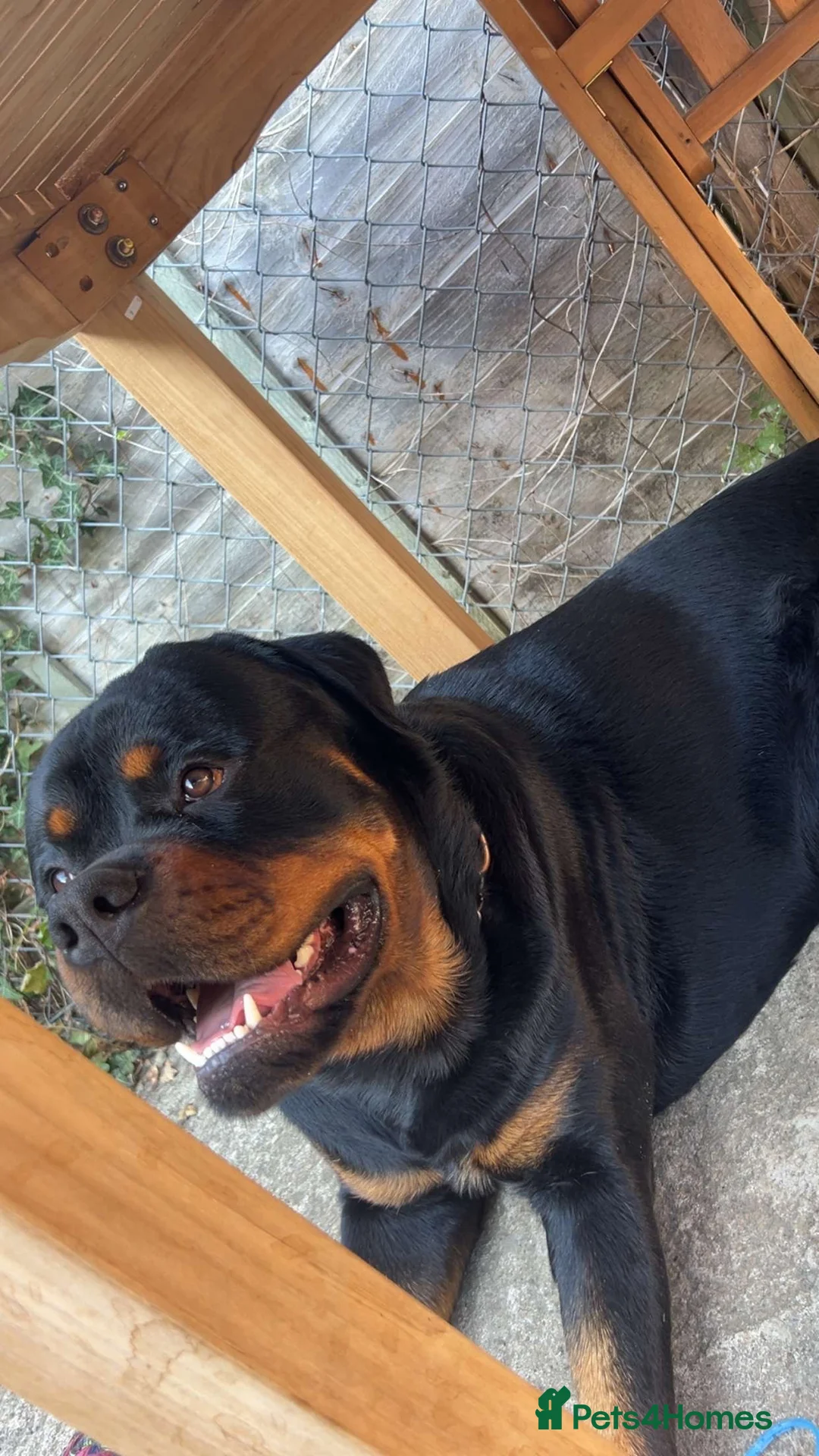 Rottweiler dogs for stud: HEALTH TESTED & HIP/ELBOW SCORED KC REG STUD in Witney - Advert 2