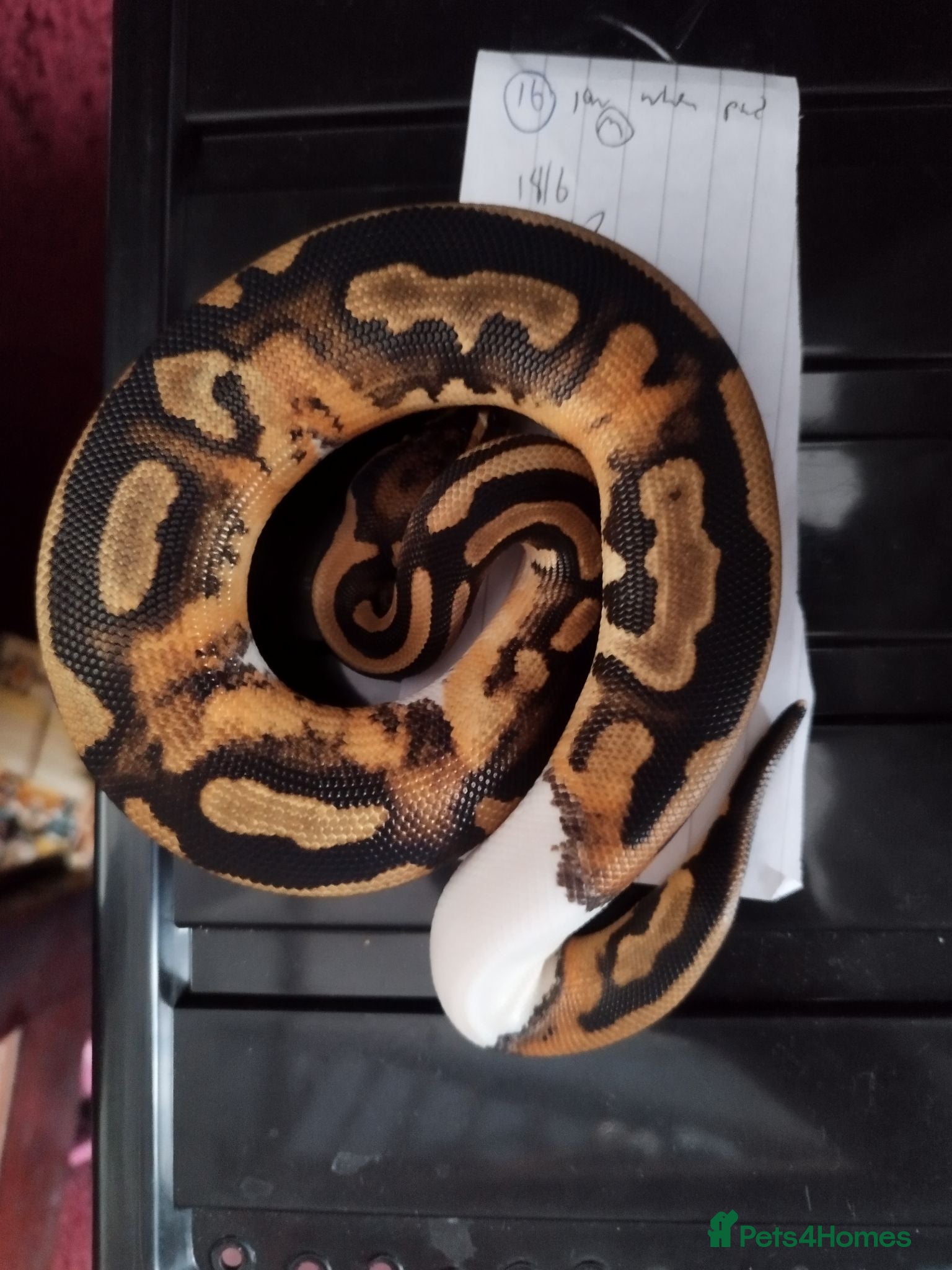 Python Snake reptiles Royal pythons!! last few left - Advert 20