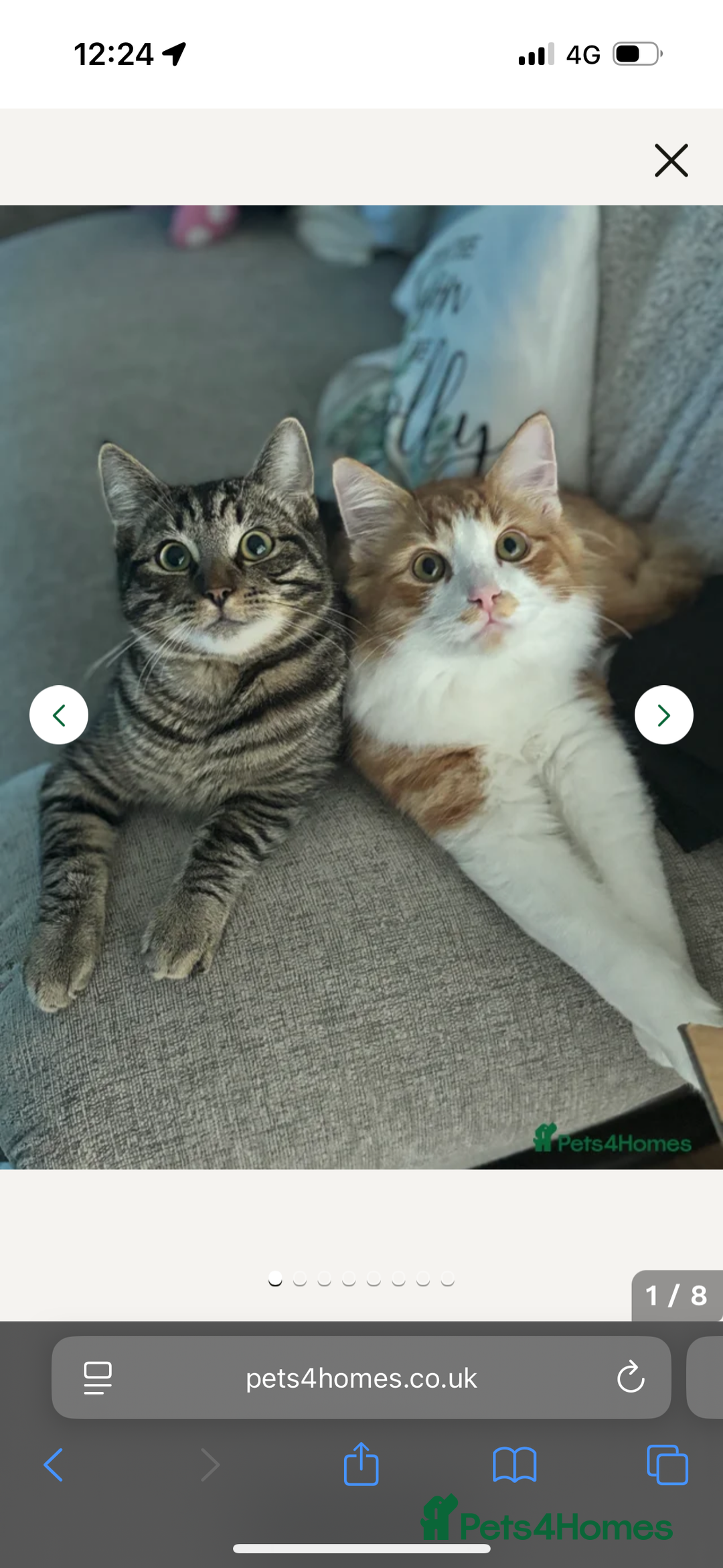 Domestic Shorthair cats for sale: Gorgeous brothers Mitch and Bingo - Advert 1