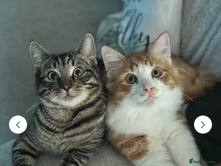 Domestic Shorthair cats Gorgeous brothers Mitch and Bingo - Advert 1