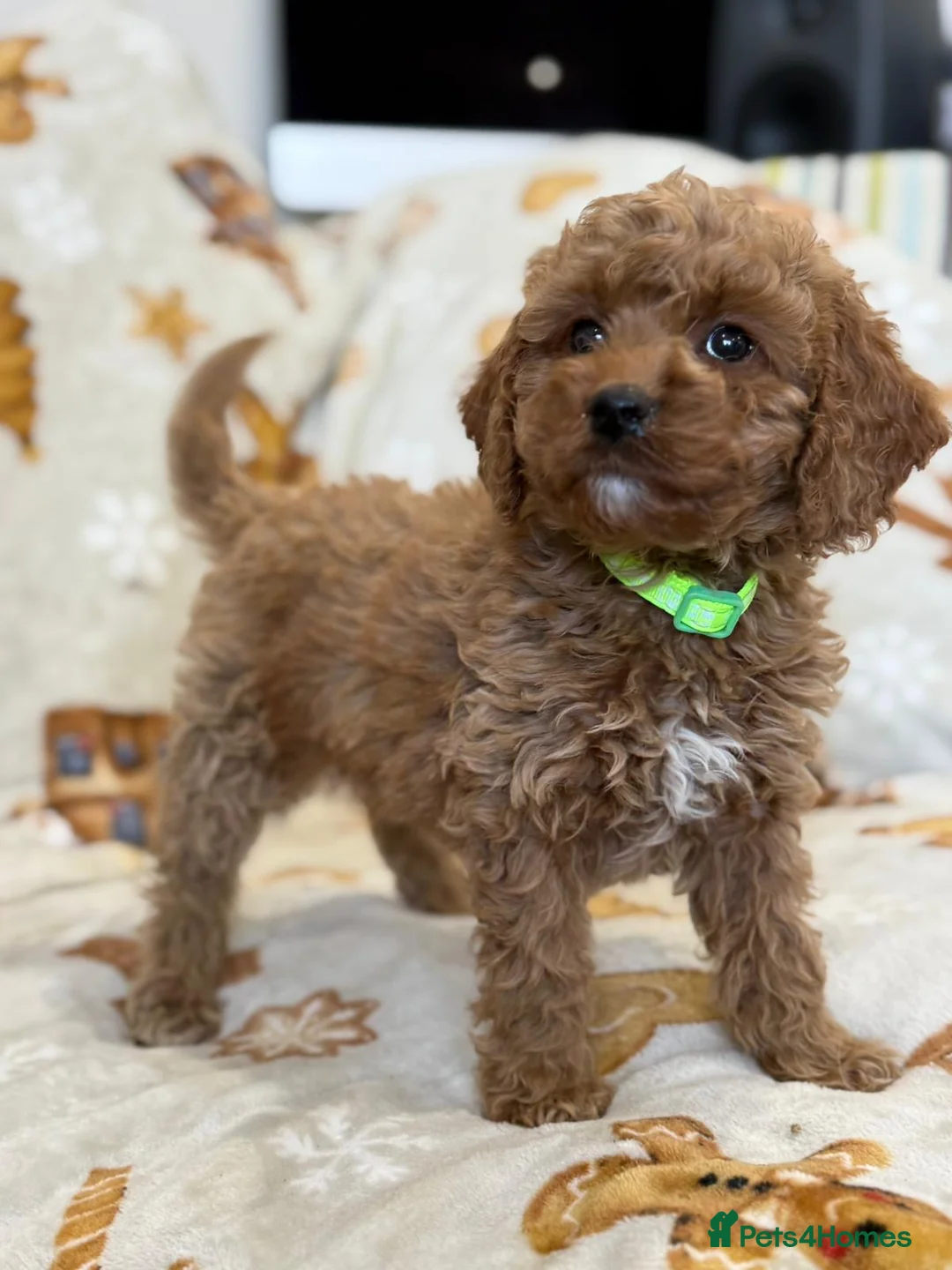 Cavapoo dogs for sale: Adorable F1 Cavapoo Puppies Ready for Loving home - Advert 1