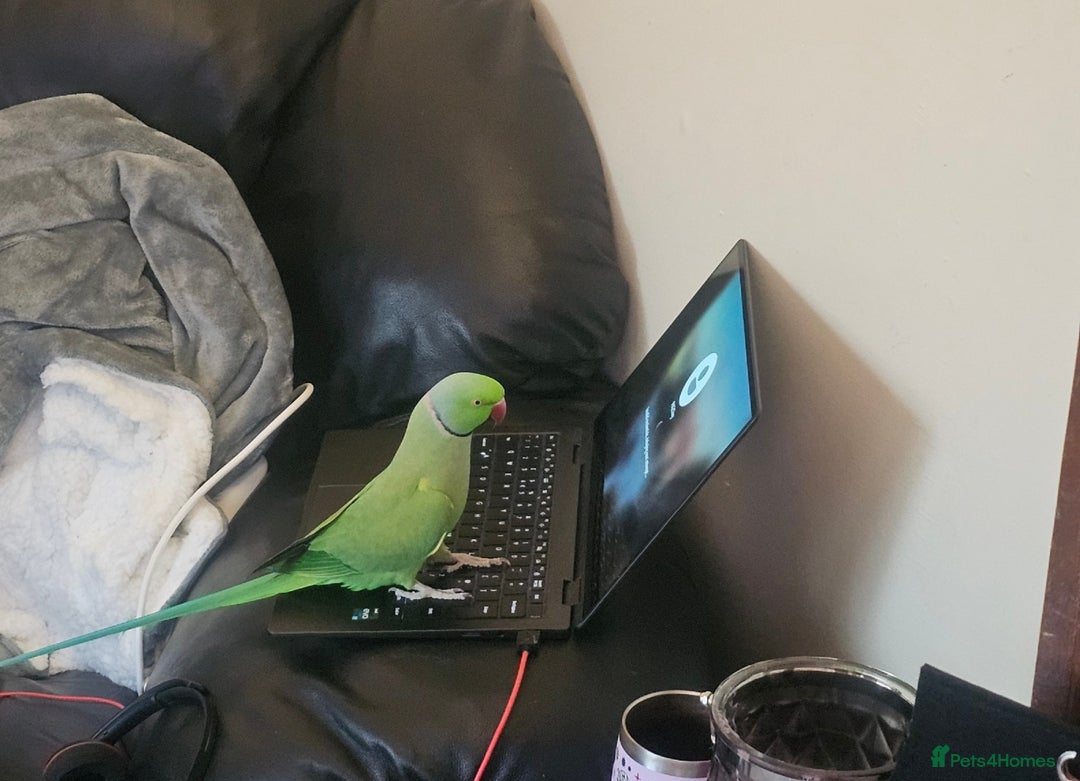 Ringnecks birds for sale: This is George! - Advert 5