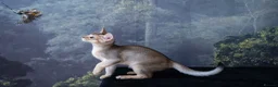 Abyssinian cats for sale: Basilio-Silver Abyssinian- Cutest & Ready NOW! - Advert 7