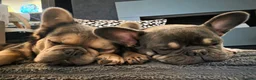 French Bulldog dogs for sale: French Bulldog puppies - Advert 13