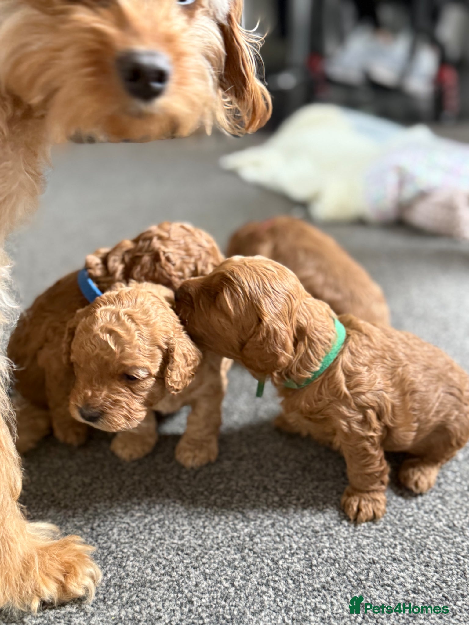 Cavapoo dogs Cavapoo puppies - Advert 16