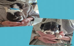 English Springer Spaniel dogs for sale: English Springer Spaniel Pups - Image 9