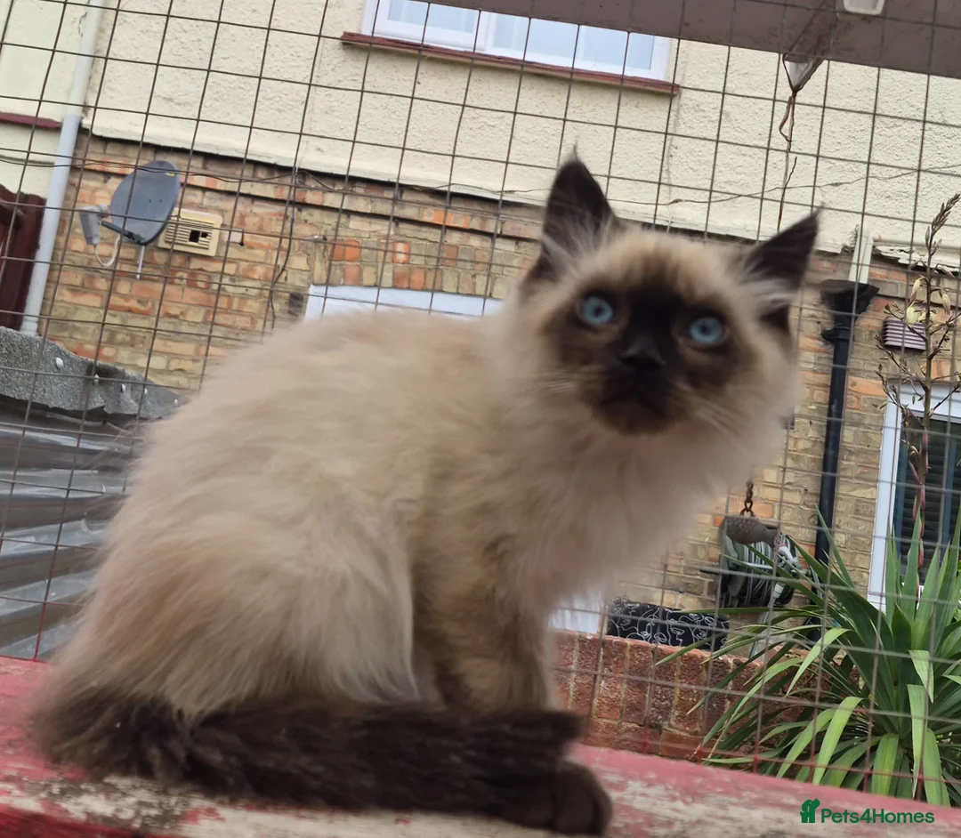 Ragdoll cats for sale: Stunning Male Ragdoll x Persian Kitten  - Advert 4