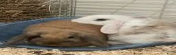 Mixed Breed rabbits for sale: Bert & Ernie  in Derby - Advert 7