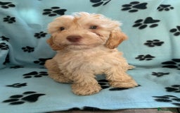 Cockapoo dogs for sale: Cockapoo puppies ready now - Image 12