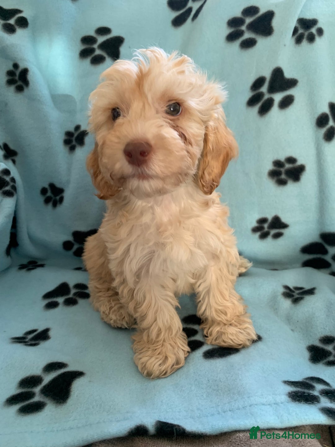 Cockapoo dogs for sale: Cockapoo puppies ready now - Image 12