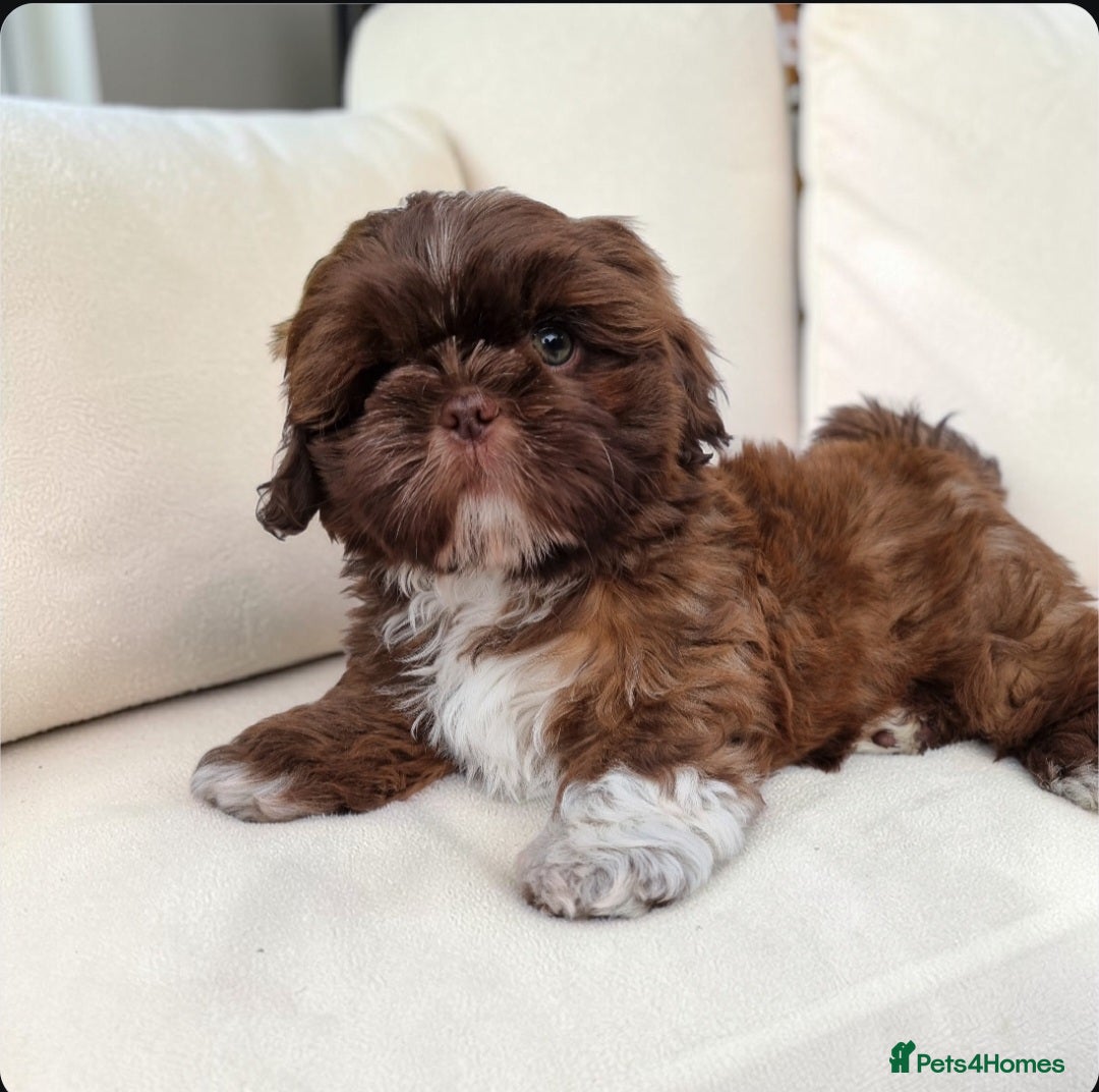 Shih Tzu dogs Last Boy Ready Imperial Shih Tzu - Advert 8