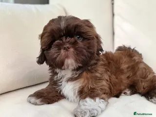 Shih Tzu dogs Last Boy Ready Imperial Shih Tzu - Advert 8
