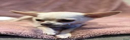 Chihuahua dogs for sale: KC Regd Chihuahua Pups parents fully health tested - Advert 6