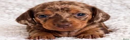 Miniature Dachshund dogs for sale: Miniature dachshund puppies - Advert 2