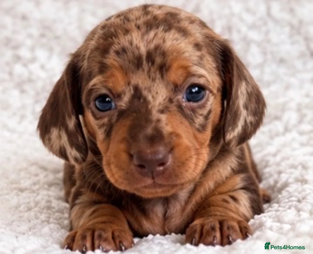 Miniature Dachshund dogs for sale: Miniature dachshund puppies - Advert 2
