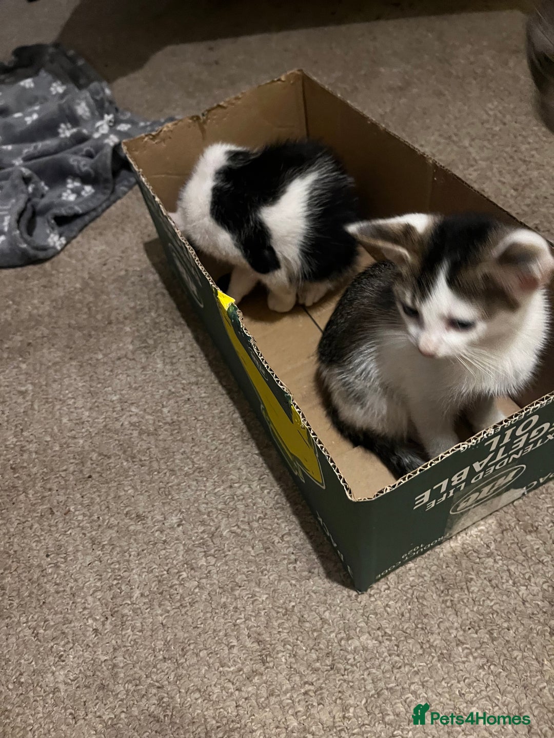 British Shorthair cats for sale: Kittens  - Image 3