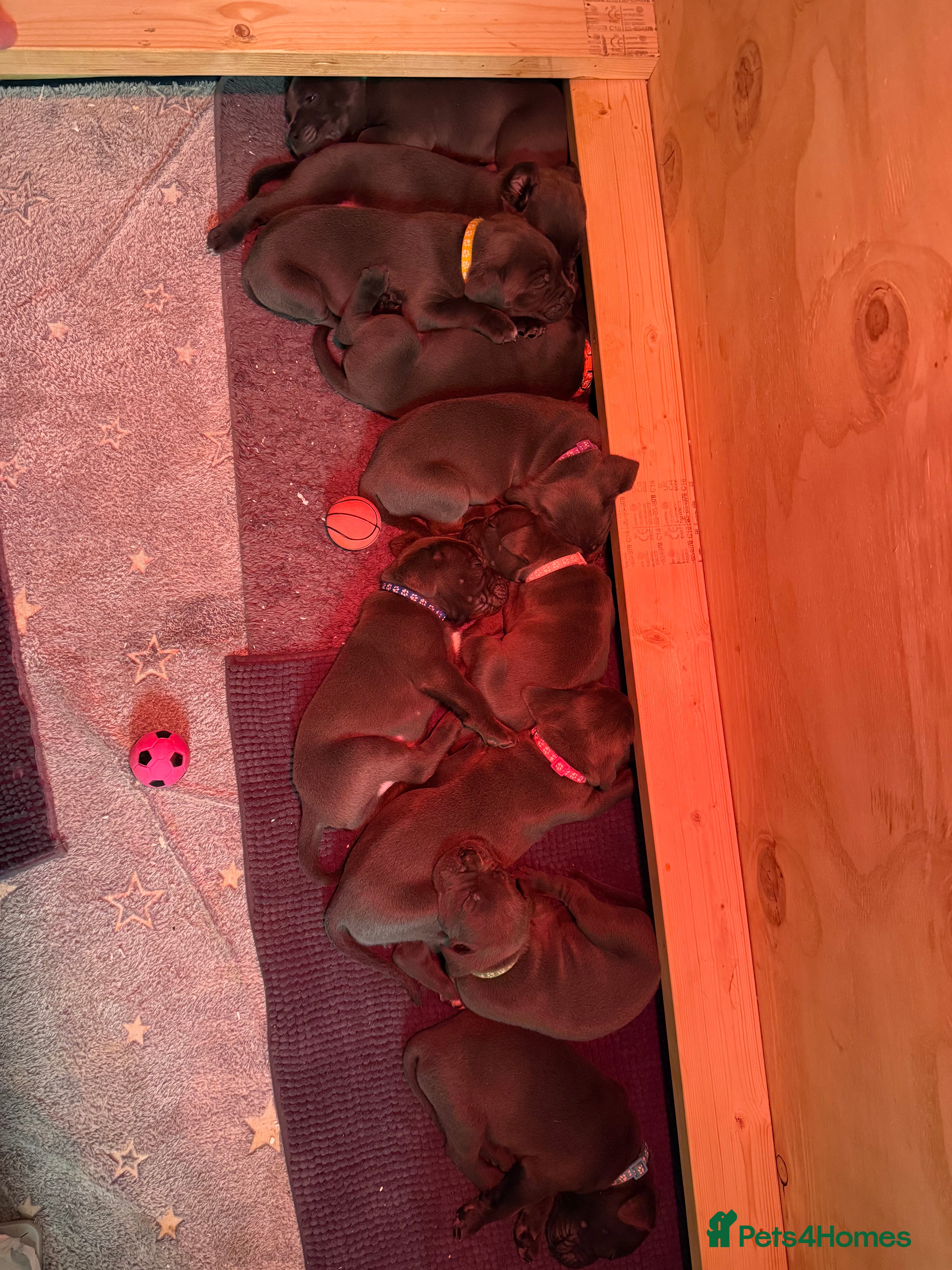 Cane Corso dogs 💎STUNNING Cane corso puppies 💎 - Advert 18