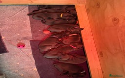Cane Corso dogs for sale: 💎STUNNING Cane corso puppies 💎 - Image 1