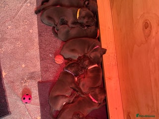 Cane Corso dogs - Advert 2