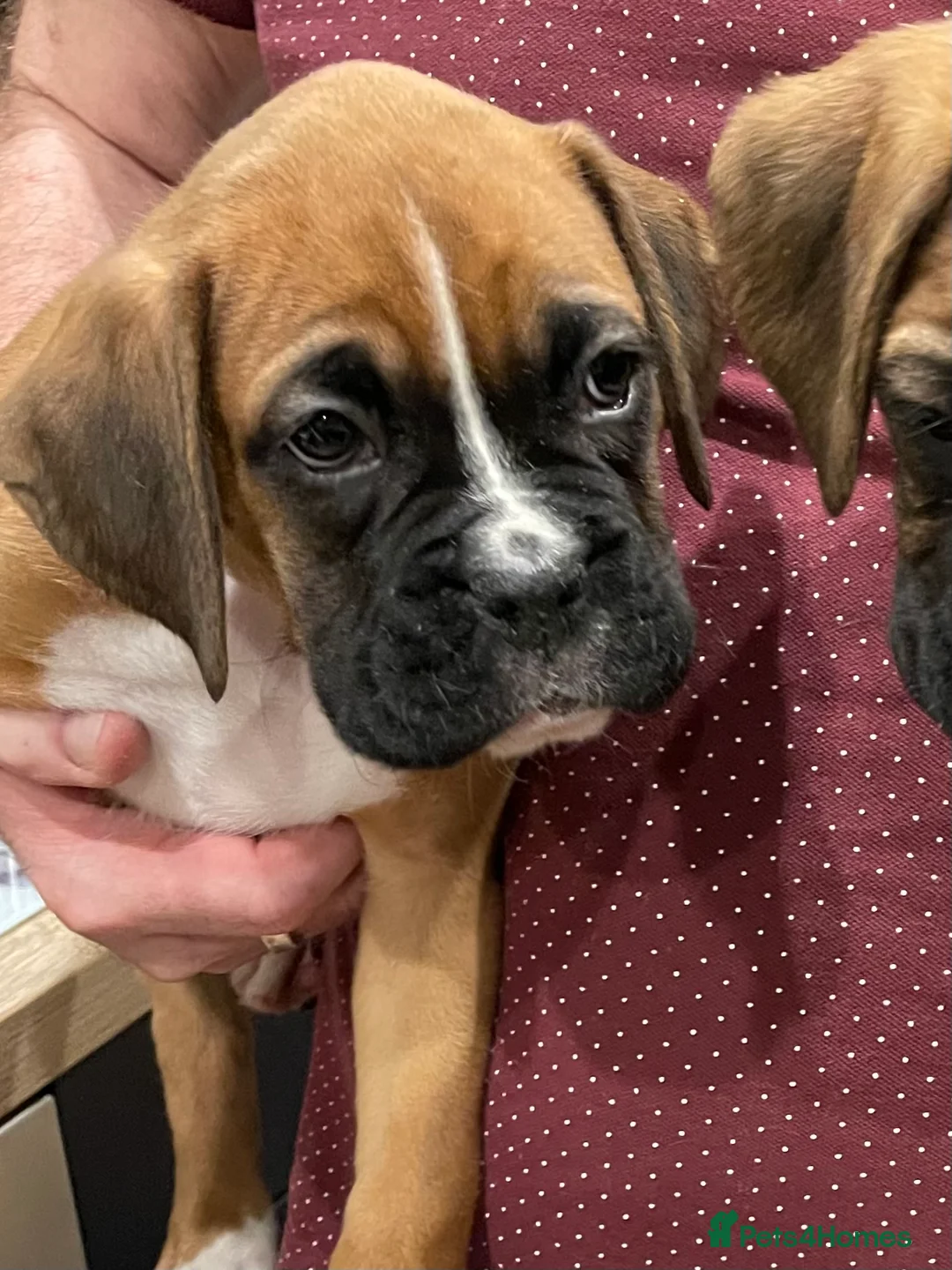 Boxer dogs for sale:  Stunning KC reg bobtailed boxers *1 girl left* - Advert 25