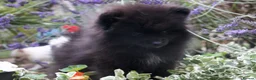 Pomeranian dogs for sale: Pom puppies with Kc reg , pedigree for sale - Advert 15