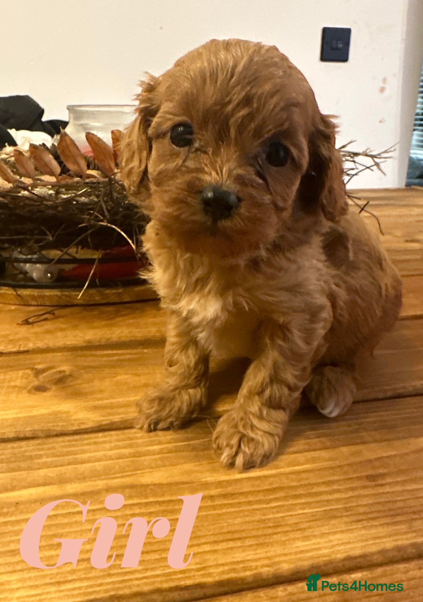 Cavapoo dogs ** DNA 🧬 CLEAR RED CAVAPOO PUPPIES ** - Advert 2