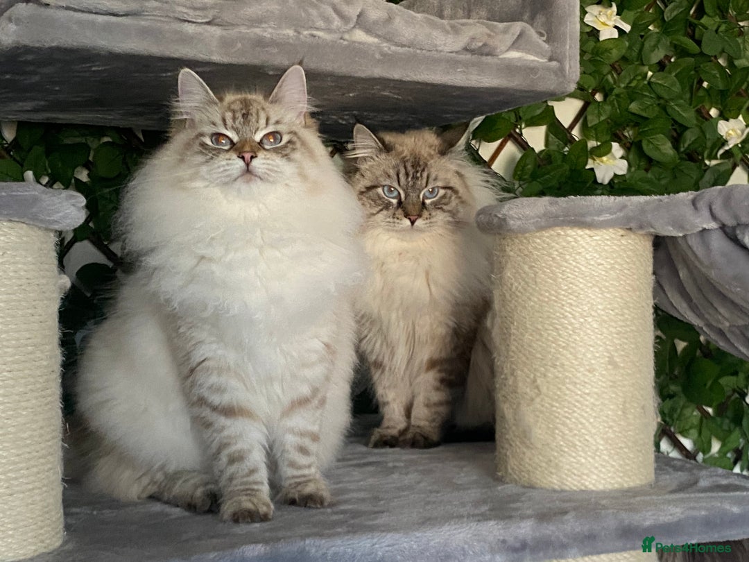 Siberian cats for sale: 🌓Word Champion Grandfather 🌖 - Advert 3