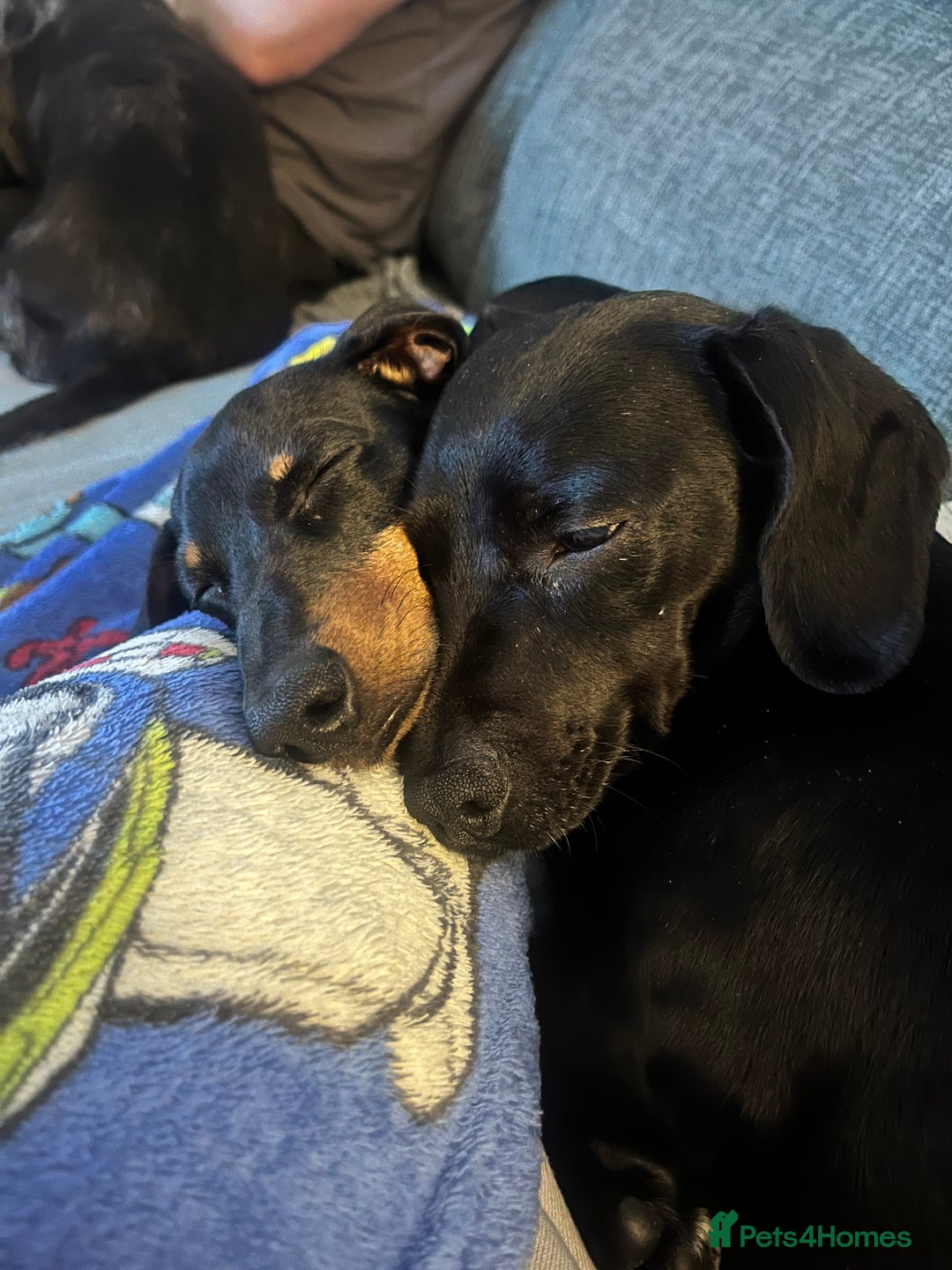 Miniature Dachshund dogs for sale: Miniature Dachshund- Female - 10 months old - Advert 10