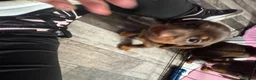 Miniature Dachshund dogs for sale: Stunning Mini Dachshund puppies for sale - Advert 12