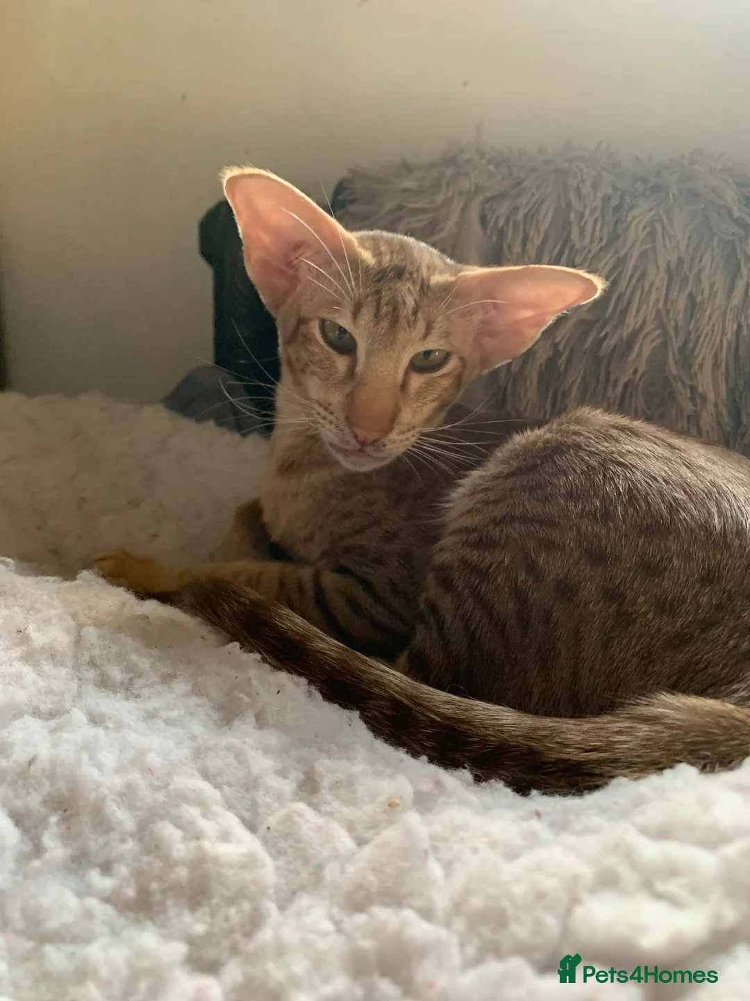 Oriental cats for sale: Cinnamon spotty - Advert 2