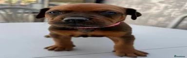 Mixed Breed Puppy 7