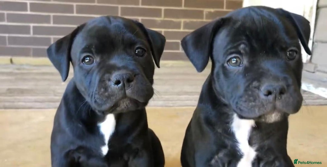 Staffordshire Bull Terrier dogs for sale: Staff Puppies  - Image 7