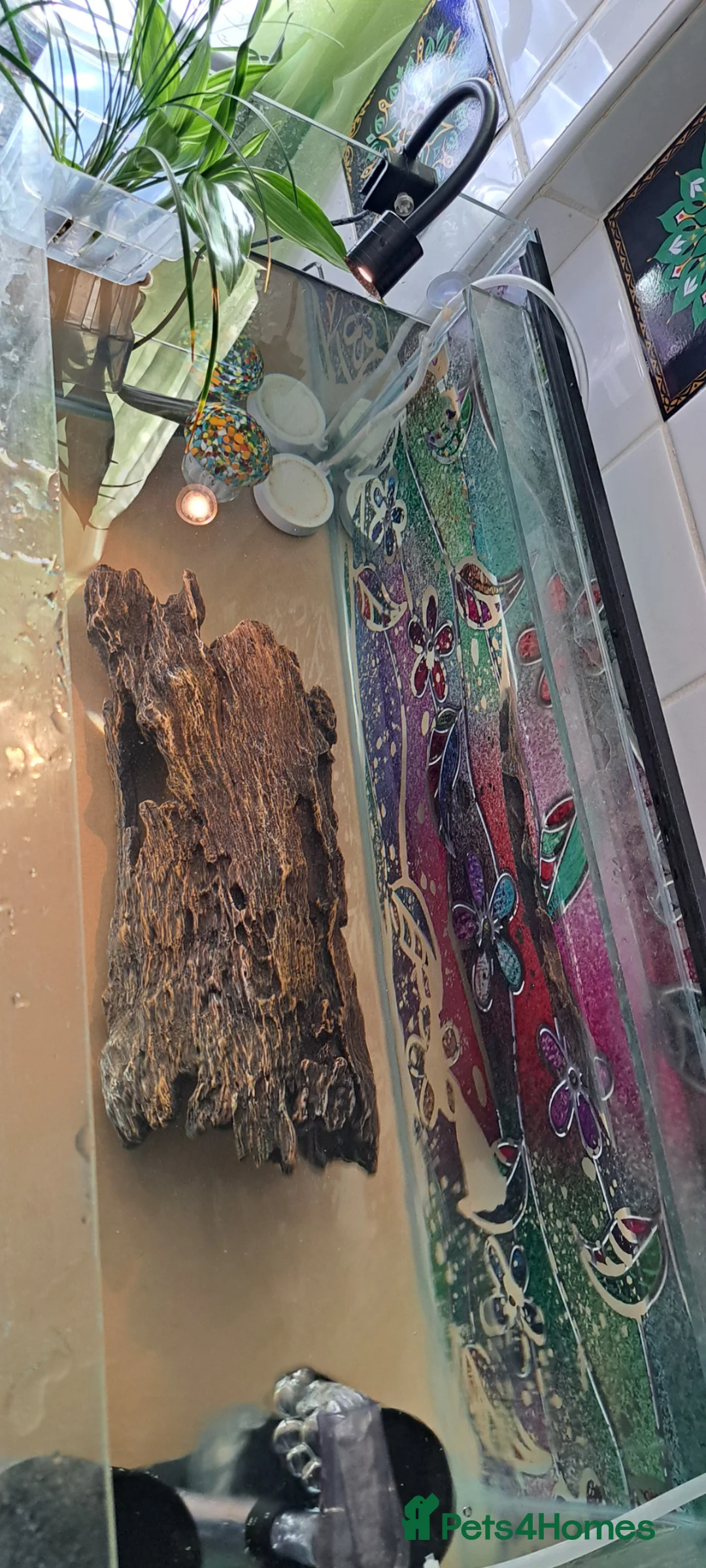 Axolotl reptiles for sale: Beautiful young axolotl for sale - Advert 4