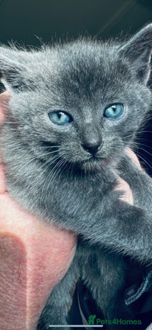 British Shorthair cats - Advert 4