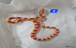 Corn Snake reptiles for sale: Hatchling corn snakes - Advert 3