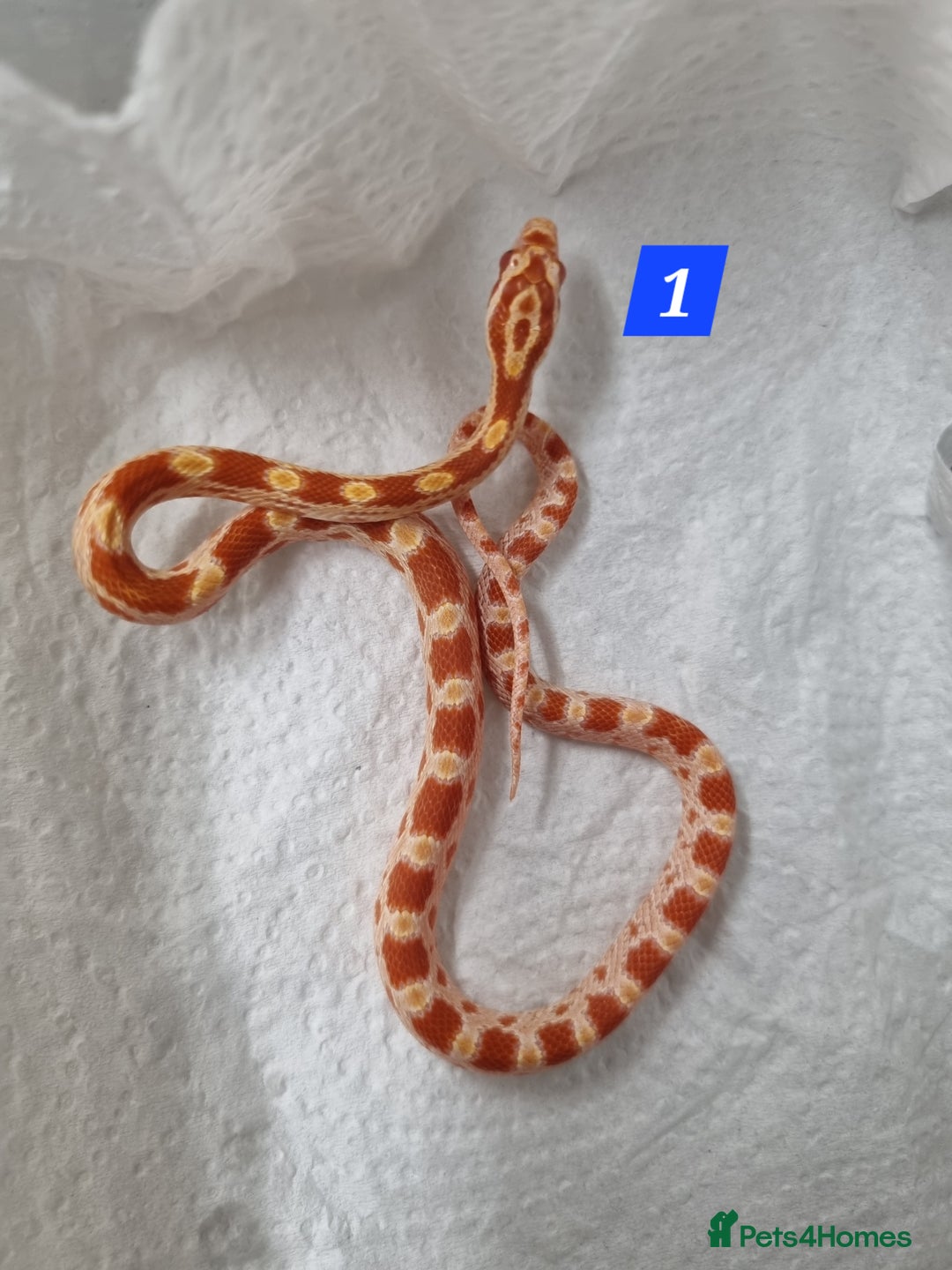 Corn Snake reptiles for sale: Hatchling corn snakes - Advert 3
