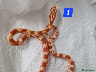Corn Snake reptiles Hatchling corn snakes - Advert 3
