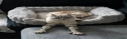 Keetso cats for sale: Beautiful Polydactyl Long Haired Keetso Male in Kirknewton - Advert 5